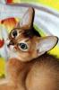 Продам котенка Россия, Москва, Северо-Западный АО Абиссинская кошка