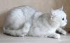 Продам котенка Россия, Оренбург Британская кошка