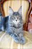 Продам котенка Украина, Луганск Мейн-кун