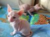 Kittens for sale Germany, Dresden Other cat breed