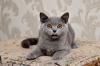 Продам котенка Украина, Одесса Британская кошка
