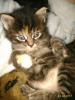 Продам котенка Россия, Тюмень , Котенок девочка, 1 месяц, трехцветные, темные, пушистые Сибирские приучены.
