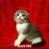 Продам котенка Украина, Симферополь Шотландская вислоухая