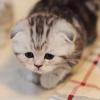 Продам котенка Россия, Москва Шотландская вислоухая, Шотландские котята. Питомник кошек«SILVER SHARM»  8-916-822-89-86