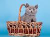 Продам котенка Россия, Москва Британская кошка, Британские котята голубого окраса.