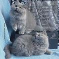 Продам котенка Россия, Москва Британская кошка, длинношерстная британская