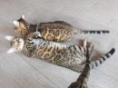Продам котенка Россия, Сочи Бенгальская кошка