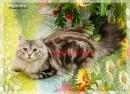 Продам котенка Россия, Иркутск Сибирская кошка