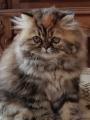 Продам котенка Украина, Киев Персидская кошка