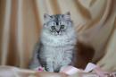 Продам котенка Украина, Одесса Скотиш страйт