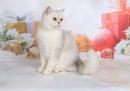 Продам котенка Молдавия, Кишинёв Британская кошка