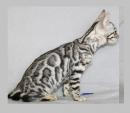 Продам котенка Россия, Белгород Бенгальская кошка