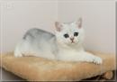 Продам котенка Молдавия, Кишинев Британская кошка