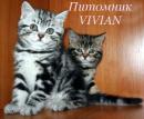 Куплю котенка Россия, Москва Британская кошка