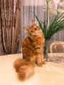 Продам котенка Россия, Московская область Мейн-кун