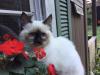 Kittens for sale Greece, Thessaloniki Ragdoll