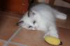 Kittens for sale Cyprus, Nicosia Ragdoll