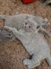 Продам котенка Украина, Одесса, Одесса Британская кошка