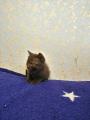 Продам котенка Россия, Бологое Британская кошка