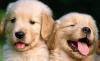 Puppies for sale Belarus, Brest Golden Retriever