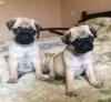Puppies for sale Ukraine, Cherkasy Pug