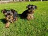 Puppies for sale Kazakhstan, Aktau Yorkshire Terrier