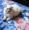 Продам котенка Украина, Одесса Скотиш фолд