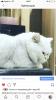 Продам котенка Россия, Якутск Британская кошка, Серебристая шиншилла затушёванная 
