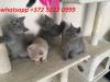 Kittens for sale Russia, Moscow British Shorthair