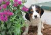 Puppies for sale Hungary, Miskolc Beagle