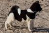 Puppies for sale Ireland, Dublin Akita