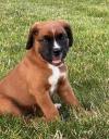 Puppies for sale Ireland, Cork Boxer