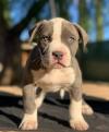 Puppies for sale Malta, Valletta American Pit-Bull Terrier