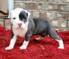Puppies for sale France, Bordeaux American Pit-Bull Terrier