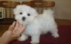 Puppies for sale Ukraine, Kherson Maltese