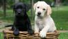 Puppies for sale Denmark, Kopenagen Labrador Retriever
