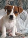 Puppies for sale Lithuania, Neringa Jack Russell Terrier