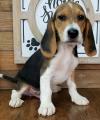 Puppies for sale Moldova, Chisinau Beagle