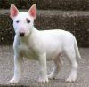 Puppies for sale Ireland, Dublin Bull Terrier