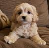 Puppies for sale Lithuania, Druskininkai , Cockapoo