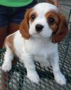 Puppies for sale Moldova, Bender , Cavalier King Charles