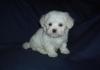 Puppies for sale Ireland, Cork Maltese