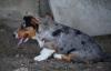 Puppies for sale Ireland, Dublin Welsh Terrier, WELSH COGI TERRIER