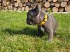 Puppies for sale Ireland, Cork French Bulldog