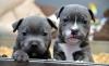 Puppies for sale Ireland, Dublin Staffordshire Bull Terrier