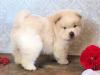 Puppies for sale Russia, Tambov Chow Chow