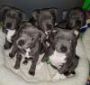 Puppies for sale Ireland, Cork Staffordshire Bull Terrier