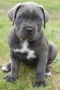 Puppies for sale Kyrgyzstan, Bishkek , Cane corso