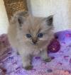 Kittens for sale Cyprus, Paphos Ragdoll