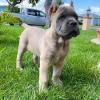 Puppies for sale Uzbekistan, Samarkand , Cane corso